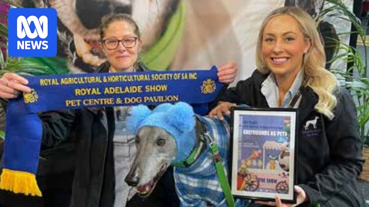 Greyhound Racing SA faces trainer boycott after animal re-homing staff departure