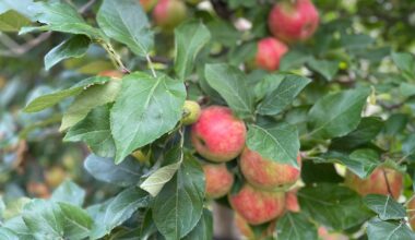 Woman charged after apple theft at Woolwich Township orchard: Ont. police - CTV News