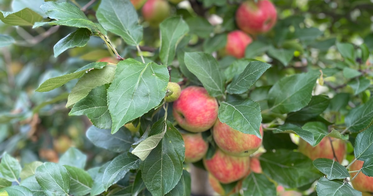 Woman charged after apple theft at Woolwich Township orchard: Ont. police - CTV News