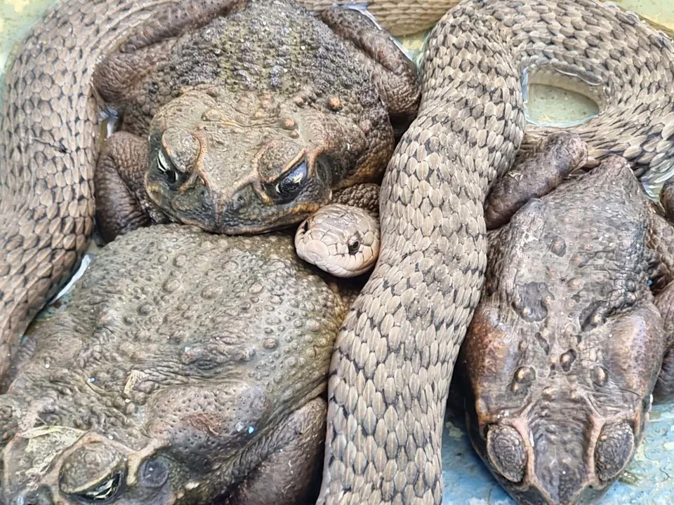A close up image shows the keelback snake wedged between three cane toads.