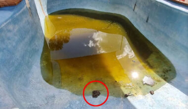 'Mortal enemies' found in unlikely union at bottom of Aussie pool: 'Once in a lifetime'