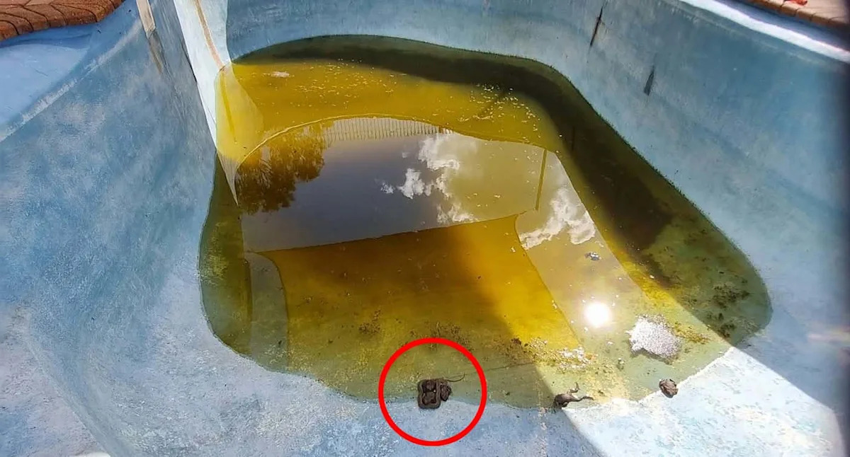 'Mortal enemies' found in unlikely union at bottom of Aussie pool: 'Once in a lifetime'