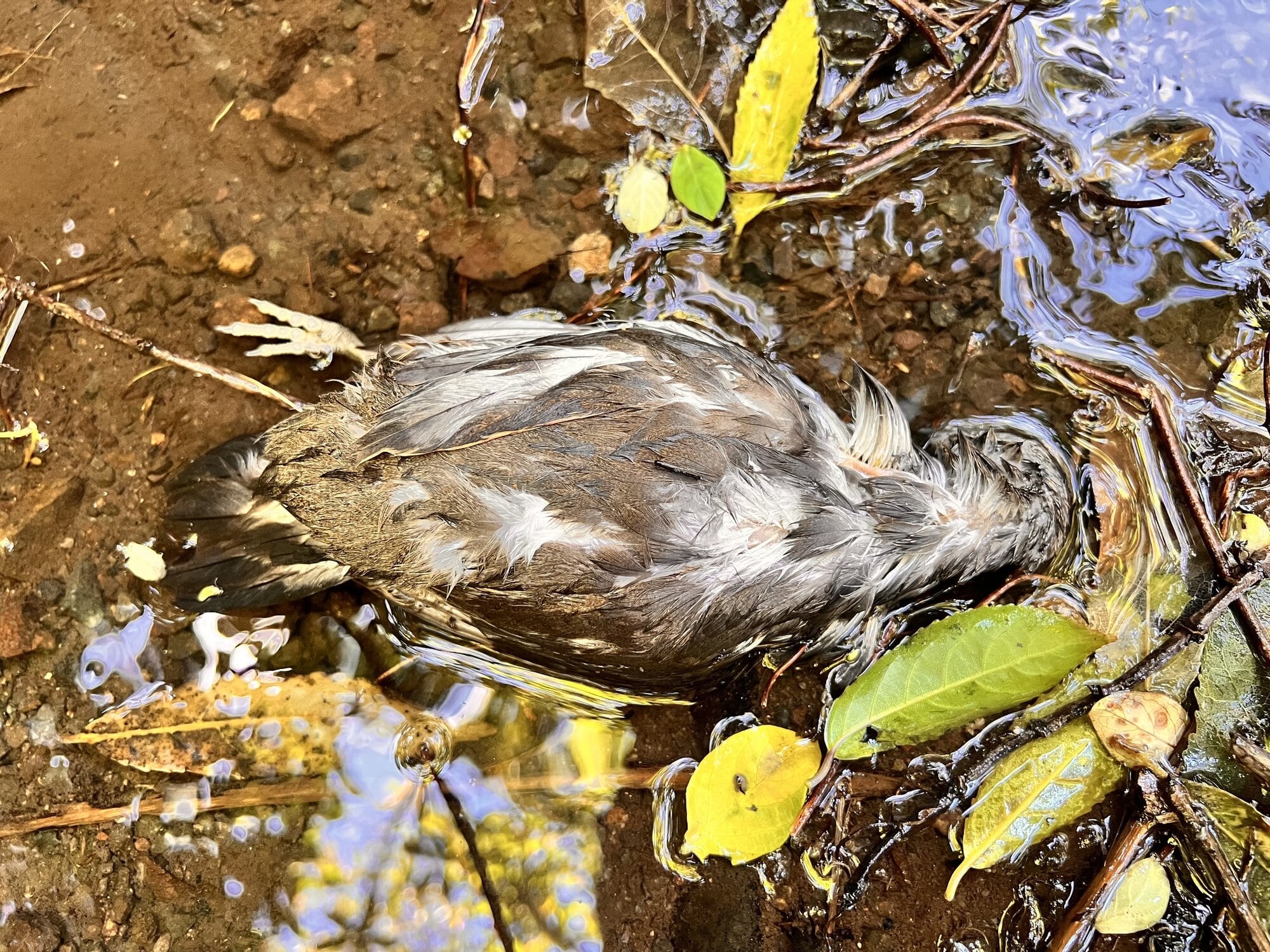 Jill McFarlane said the area looked like the scene of a horror movie. Photo / Jill McFarlane