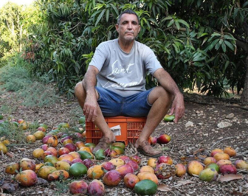 "לקטוף את המנגו עולה לי יותר ממה שאקבל עליו". רוברט אמרוסי