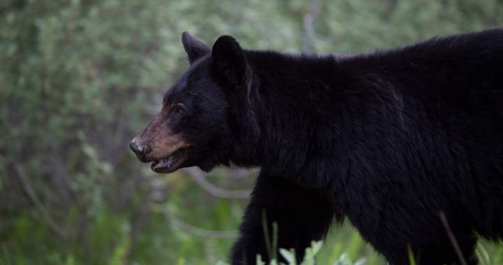 Bear enters Ontario home, attacks couple who let their dog outside