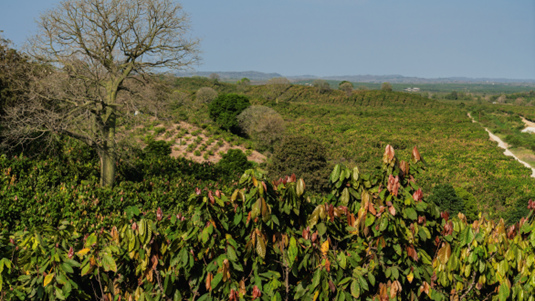 Mars releases Cocoa for Generations 2024 Progress Report