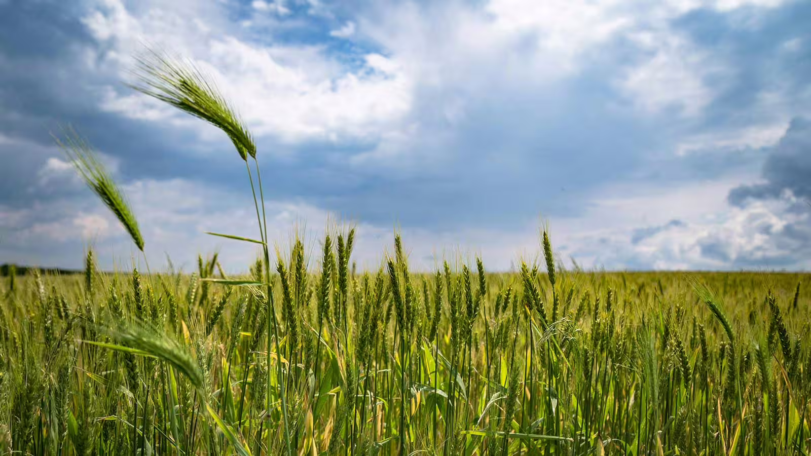 Avoided Emissions in the Agriculture & Food Sector