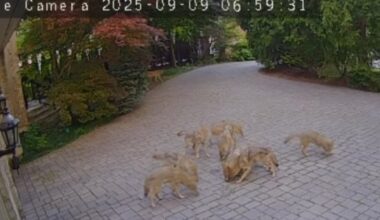 Vaughan coyote problems: Residents speak out