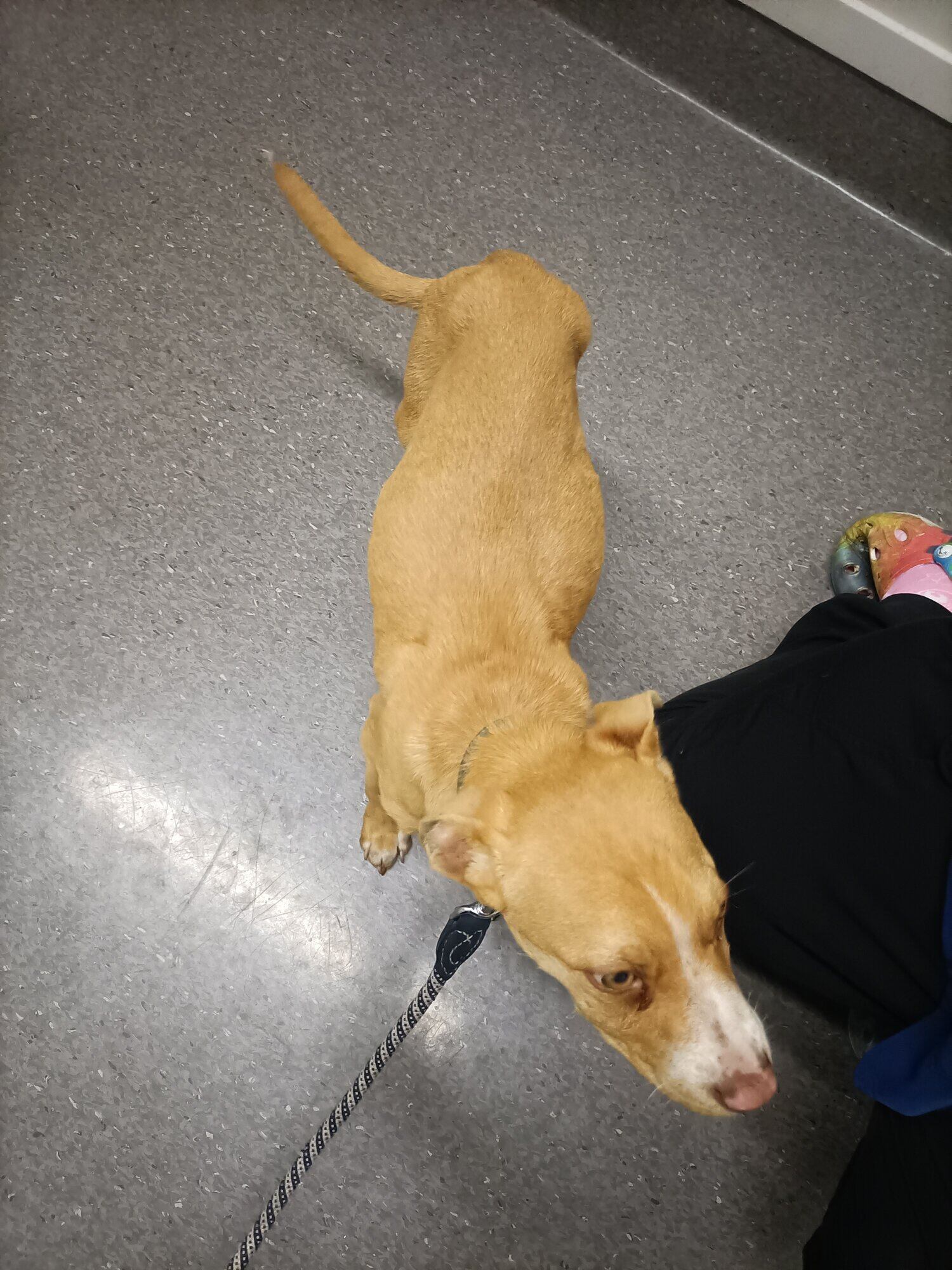 The 5-month-old pitbull-cross puppy, known as Patchy.  Photo / SPCA