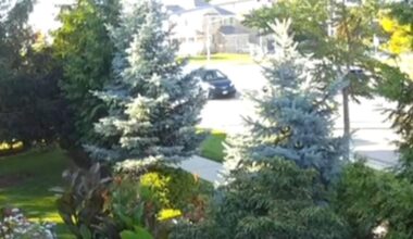 Mississauga father finds driver after son hit at crosswalk