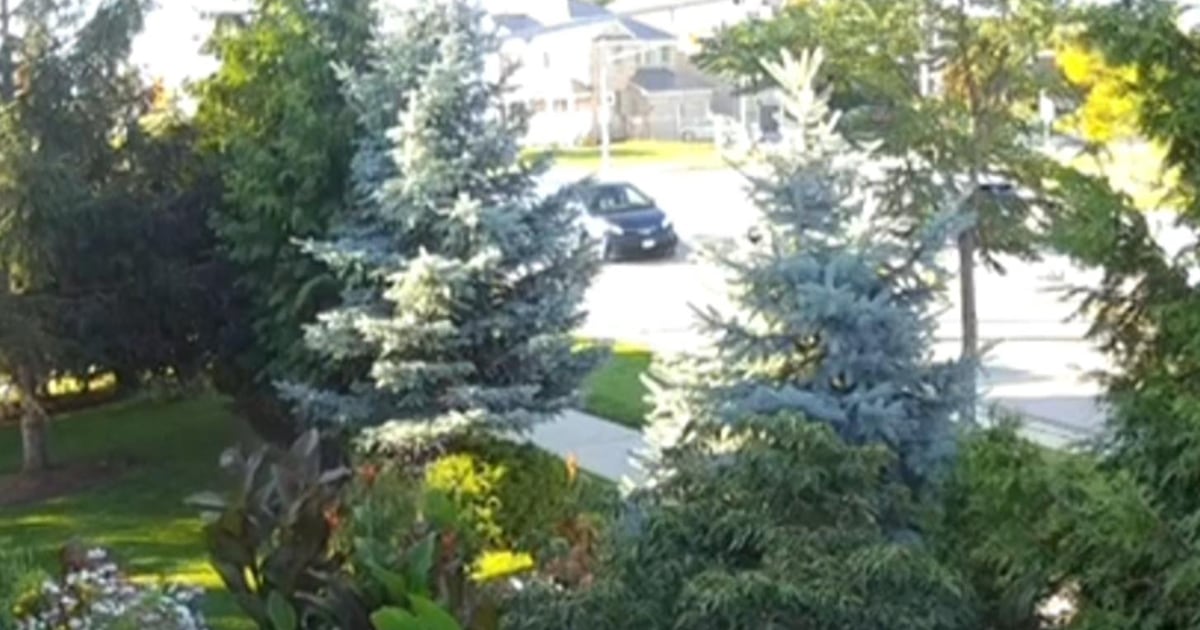 Mississauga father finds driver after son hit at crosswalk