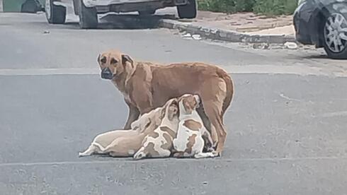 New plan pushes humane solutions over culling for Israel's stray dog epidemic