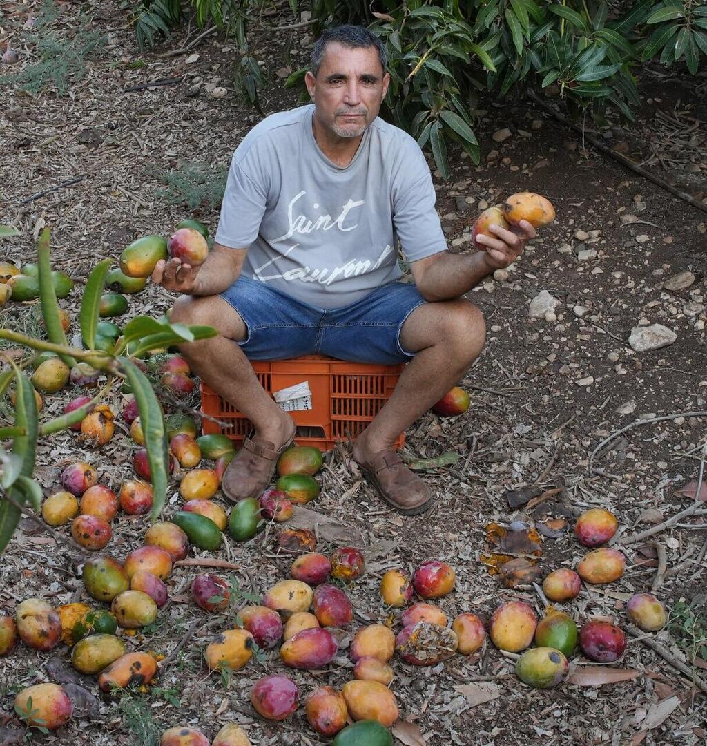 רוברט אמרוסי  במטע מנגו