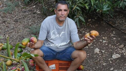 Israeli mango farmers leave fruit to rot as exports collapse
