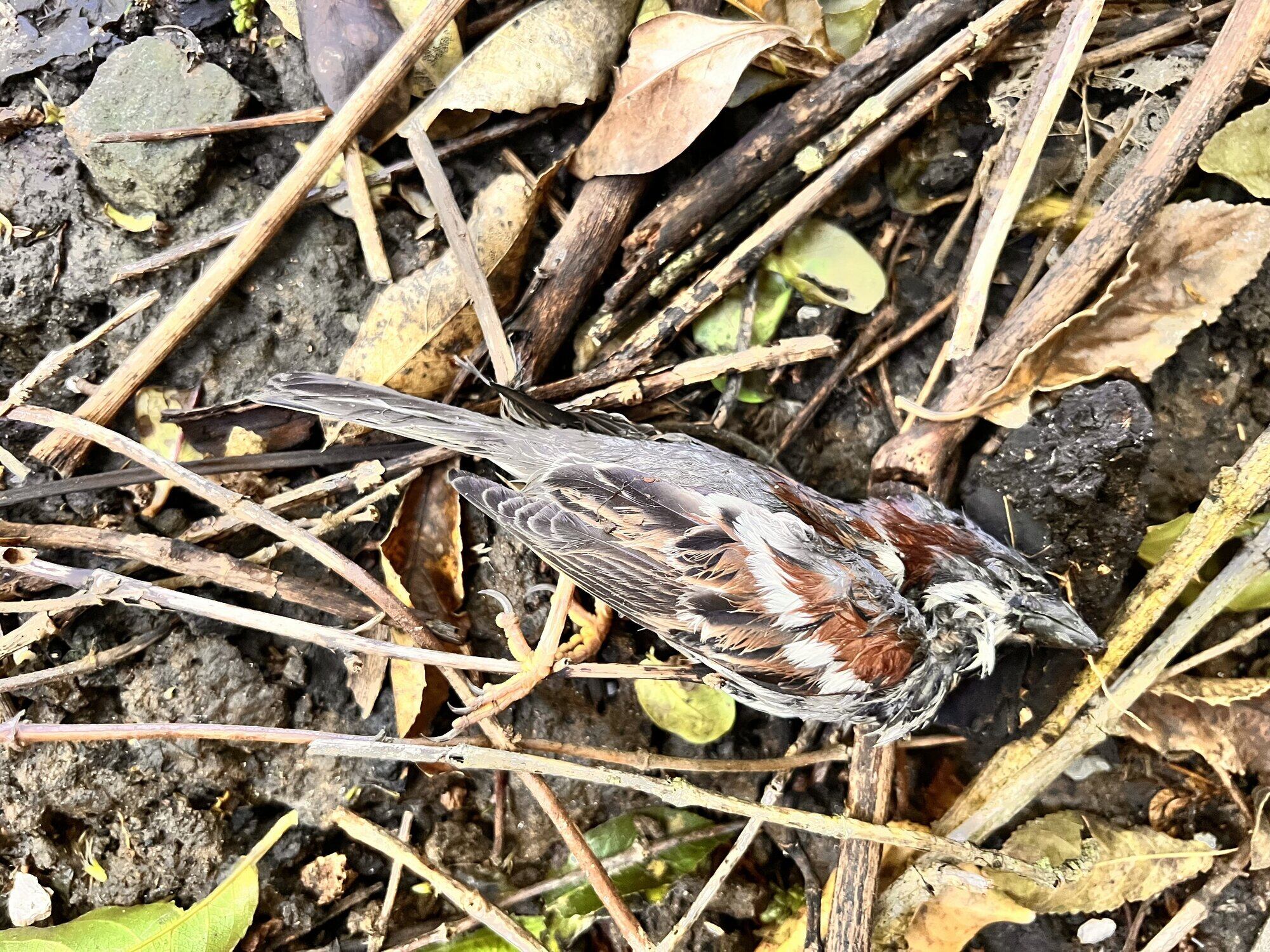 A dead sparrow found at Pāpāmoa Hills Cultural Heritage Regional Park after a suspected poisoning. Photo / Jill McFarlane
