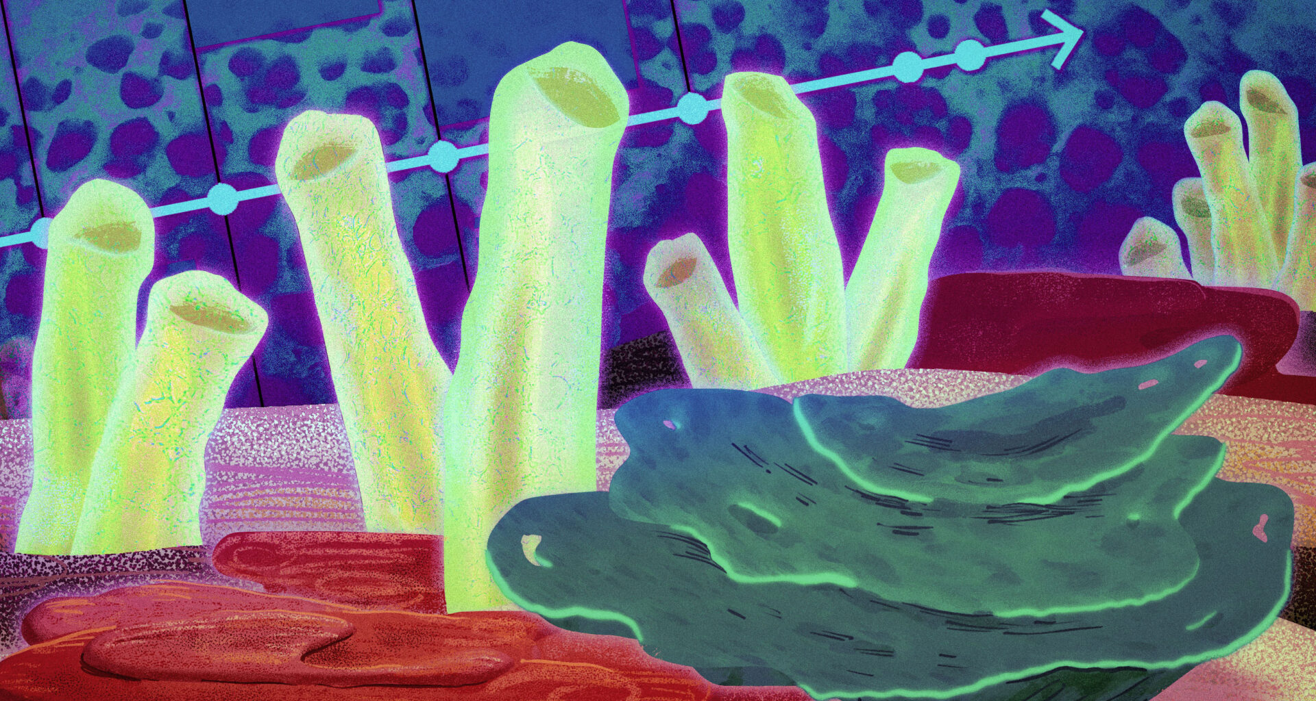 The first animals on Earth may have been sea sponges, study suggests | MIT News