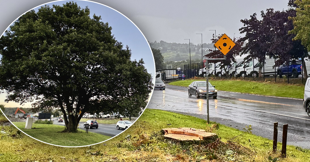 Iconic Letterkenny oak tree felled for active travel works