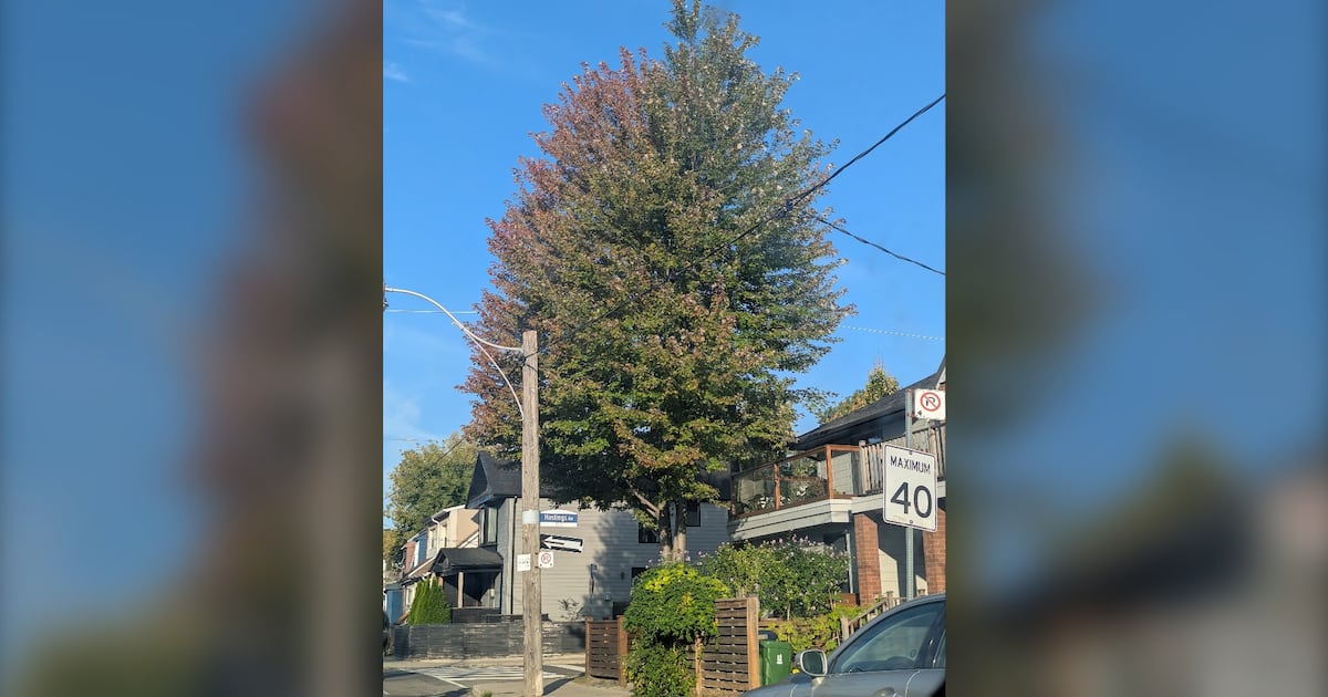 Comfortable conditions to continue into the fall in the GTA as summer comes to an end: climatologist