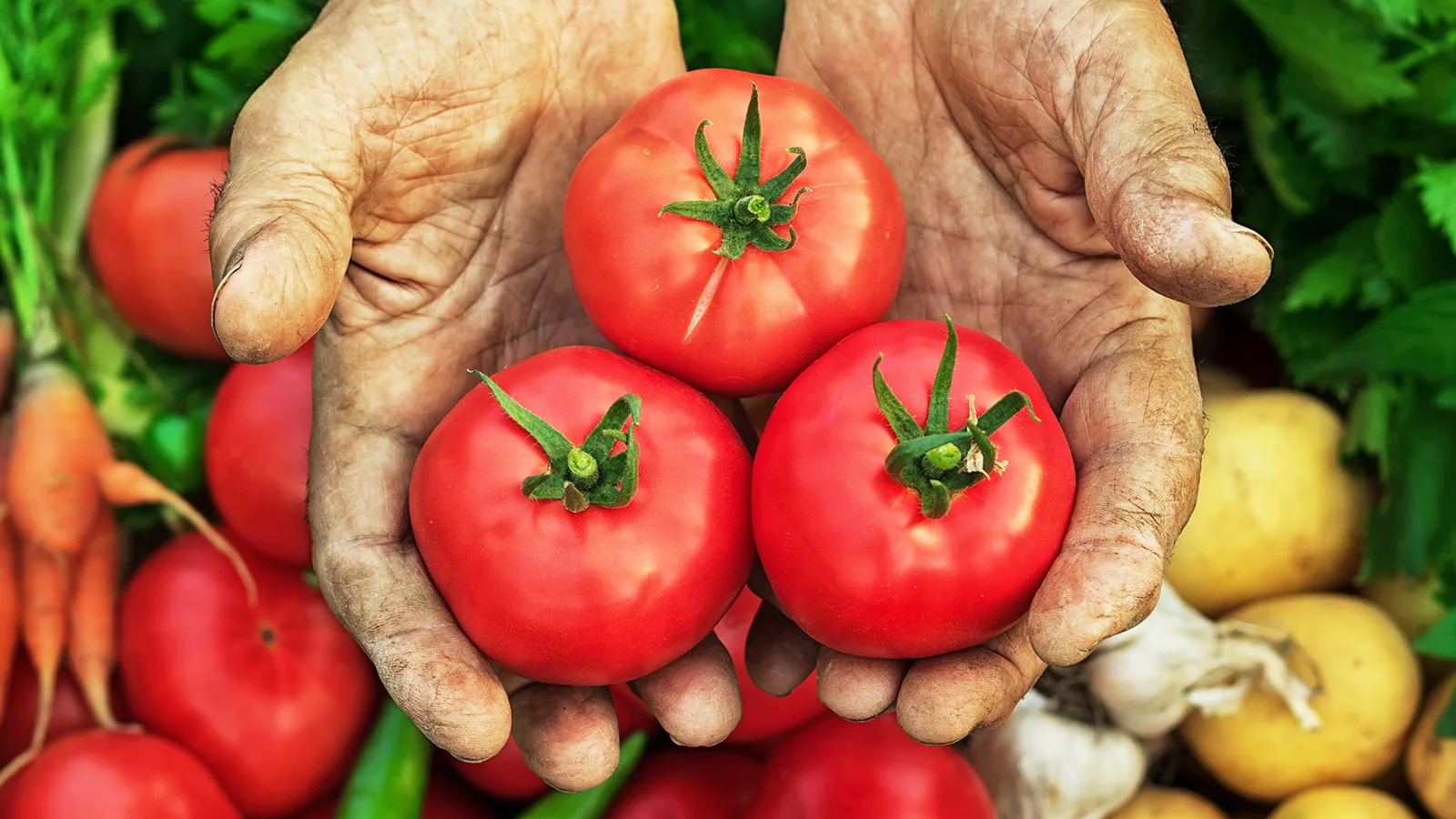 Regenerative Agriculture & Sustainable Land Use