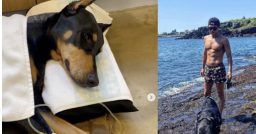 Bae Jeong-nam Mourns Beloved 'Miracle Dog' Bell After Sudden Passing - 조선일보