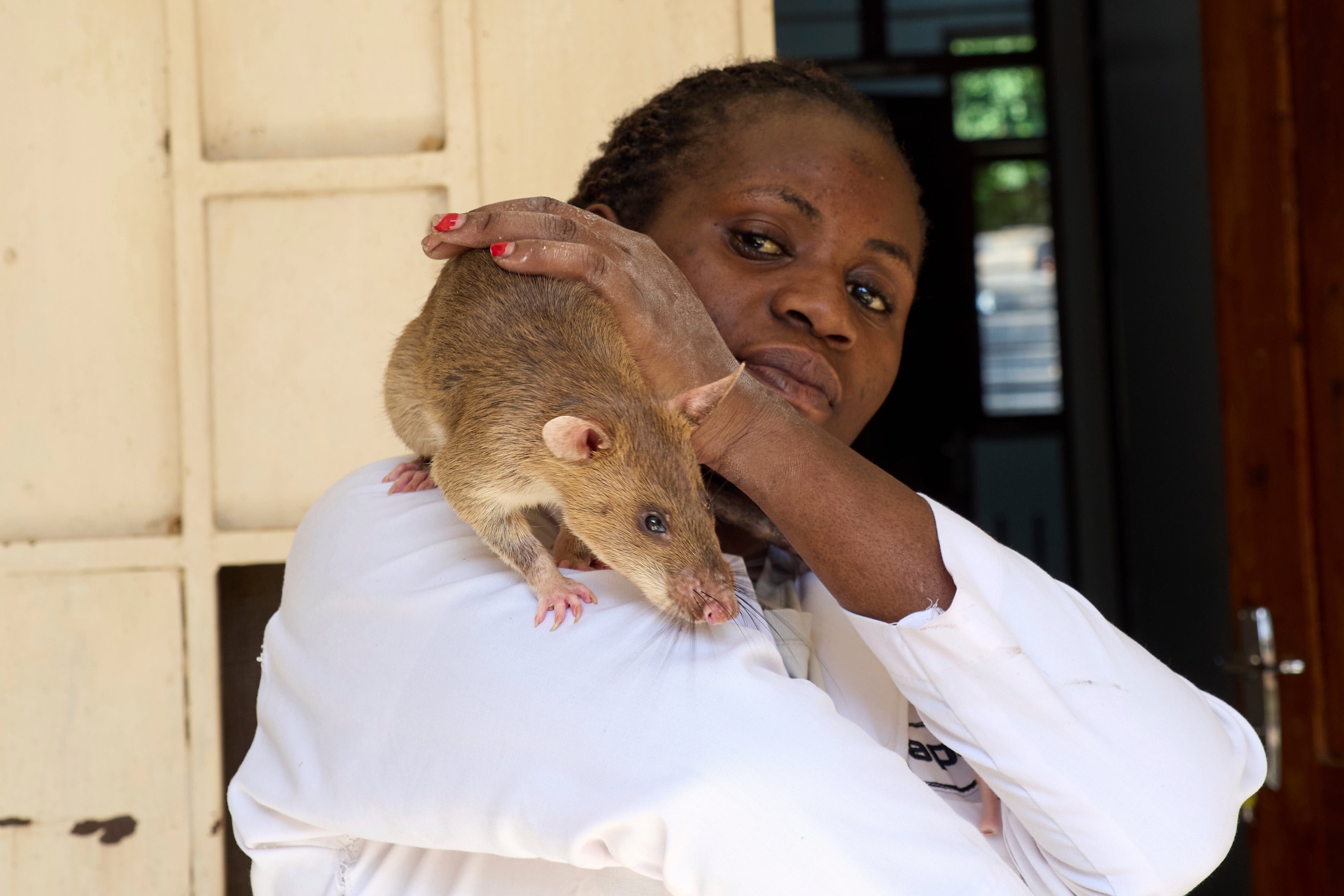 Felista Staneslouas, Head of Department at Morogoro Hospital, plays with one of the rats in Morogoro, Tanzania, Tuesday, July 29, 2025. (AP Photo/Jack Denton)