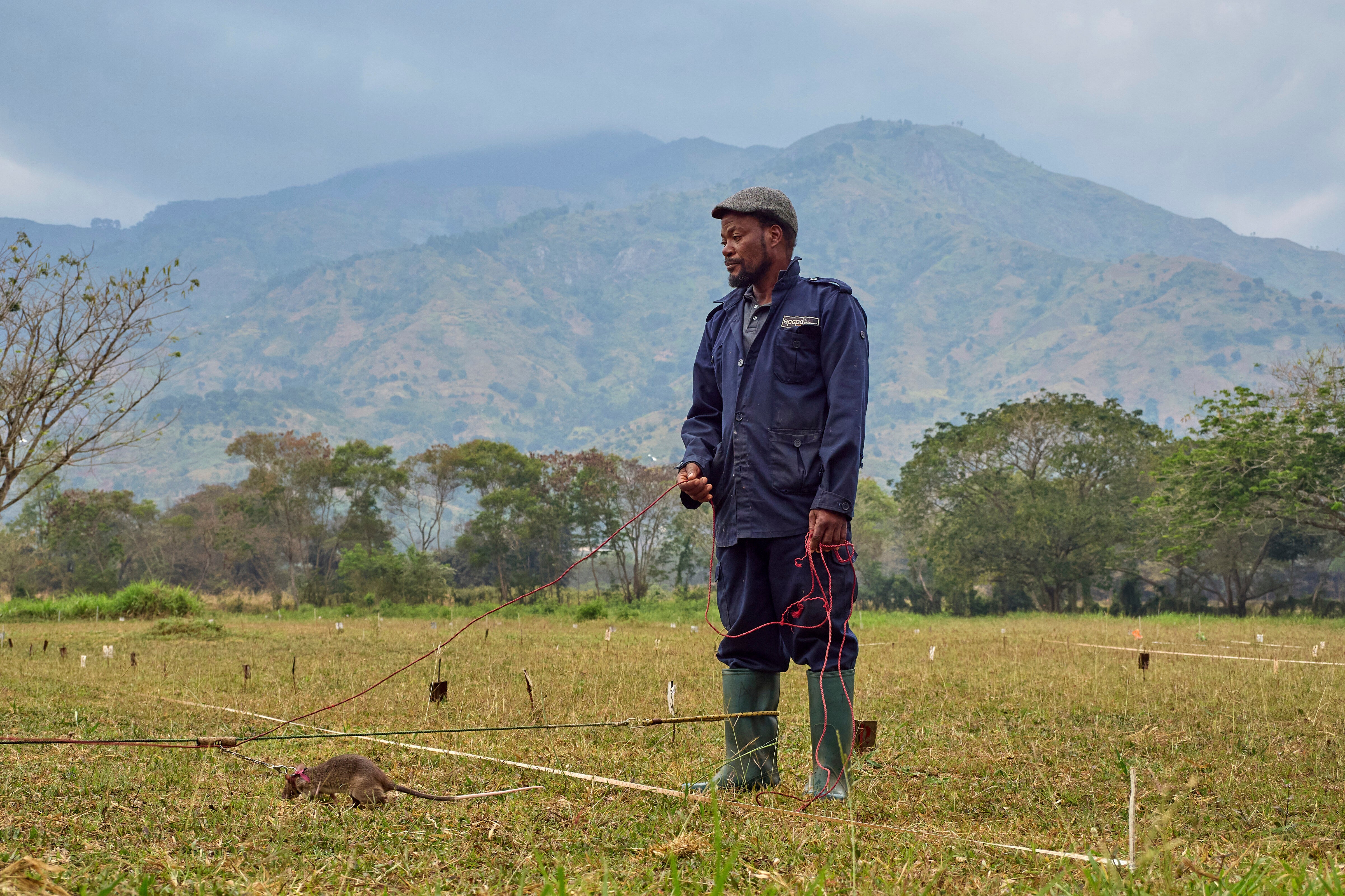 A landmine-detection rat scurries across a training grid under the watchful eye of a handler at the APOPO humanitarian demining organization facility in Morogoro, Tanzania, Tuesday, July 29, 2025. (AP Photo/Jack Denton)