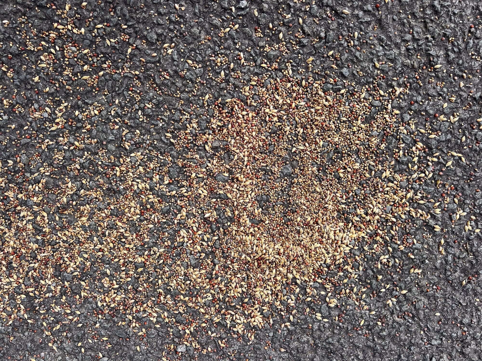  The suspected poisoned bird seed found at Pāpāmoa Hills Cultural Heritage Regional Park. Photo / Jill McFarlane