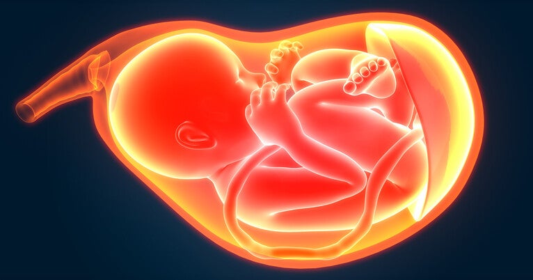 ‘Serotonin shield’: The placenta’s critical role in the health of babies