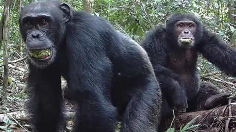 Aleksey Maro Two chimpanzees sit in a forest.  The background is dense with vegetation, including trees and various plants. Both animals have their mouths half open as they chew on fruit.