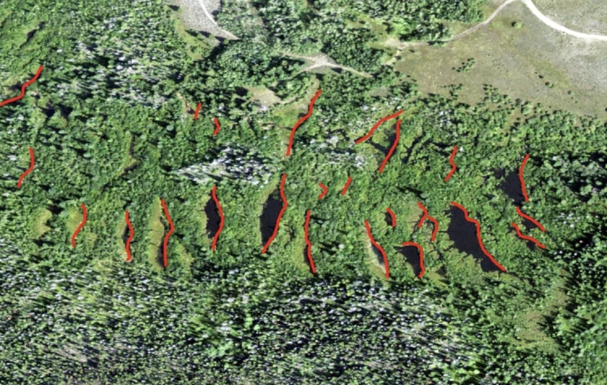 A satellite image of several beaver ponds clustered to form a complex