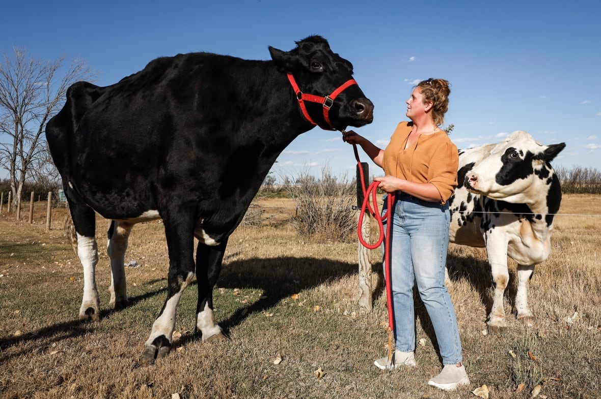 A very tall black steer towers over a woman holding it by a harness around its head. A much smaller, normal-sized cow stands nearby watching them. 
