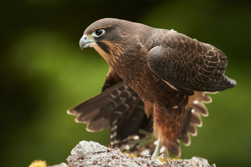 A kārearea or New Zealand falcon is pictured in Fiordland National Park in New Zealand, on January 25, 2019.