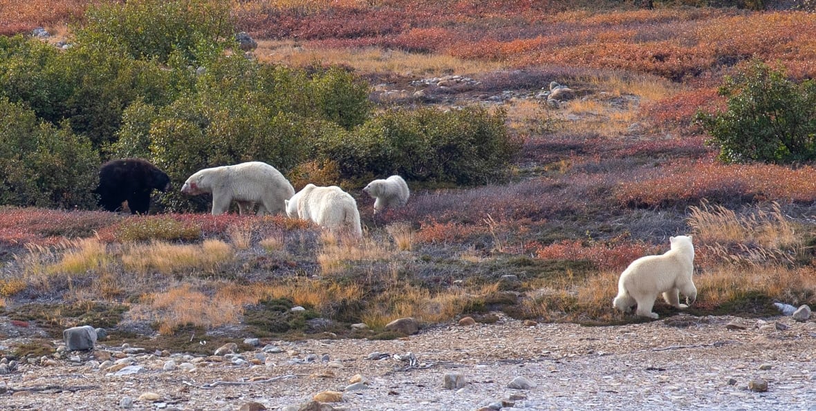 The black bear thought it would be able to get in on the action and share with the polar bears. 