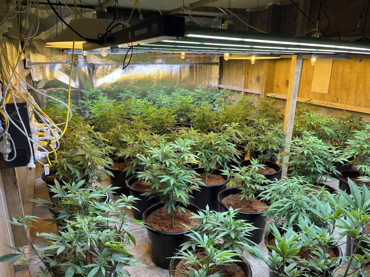 Cannabis grow houses 'hidden in plain sight'