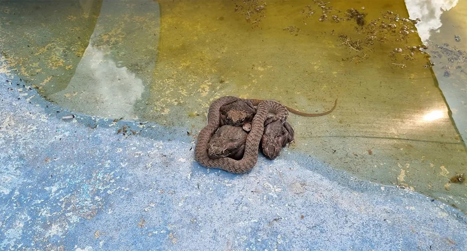 Three toads and a keelback snake are huddled together at the bottom of an empty swimming pool.