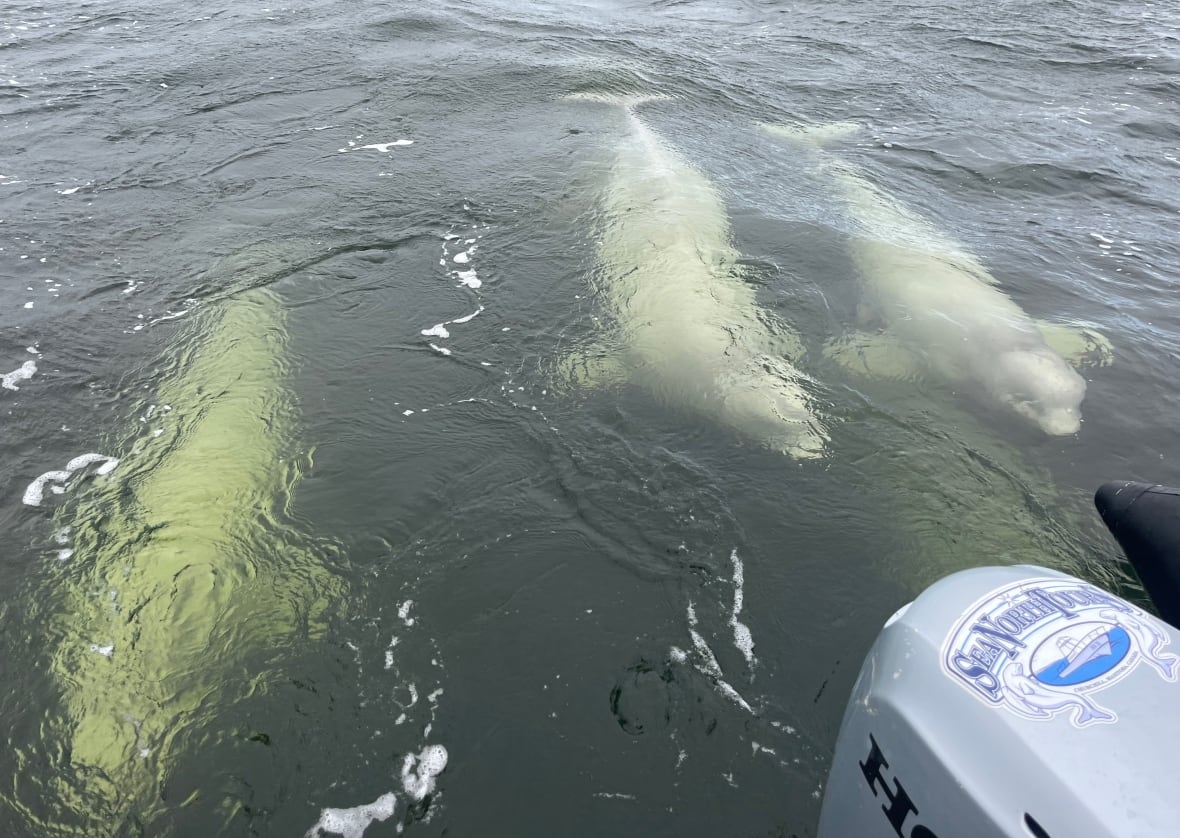 Churchill is a prime location for witnessing large populations of curious, playful beluga whales during the summer months (mid-June to mid-September) as they migrate to the Churchill River estuary to feed, molt, and give birth. Visitors can interact with them on boat and kayak tours.