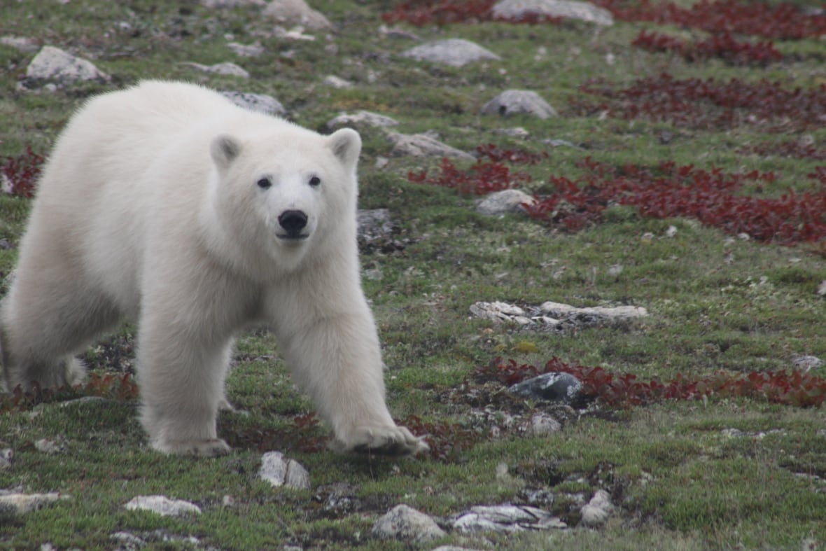 Churchill, Manitoba, is known as the "Polar Bear Capital of the World" because polar bears gather near the town each fall to wait for the sea ice on Hudson Bay to form so they can hunt seals. Tourists come from around the world to see them.