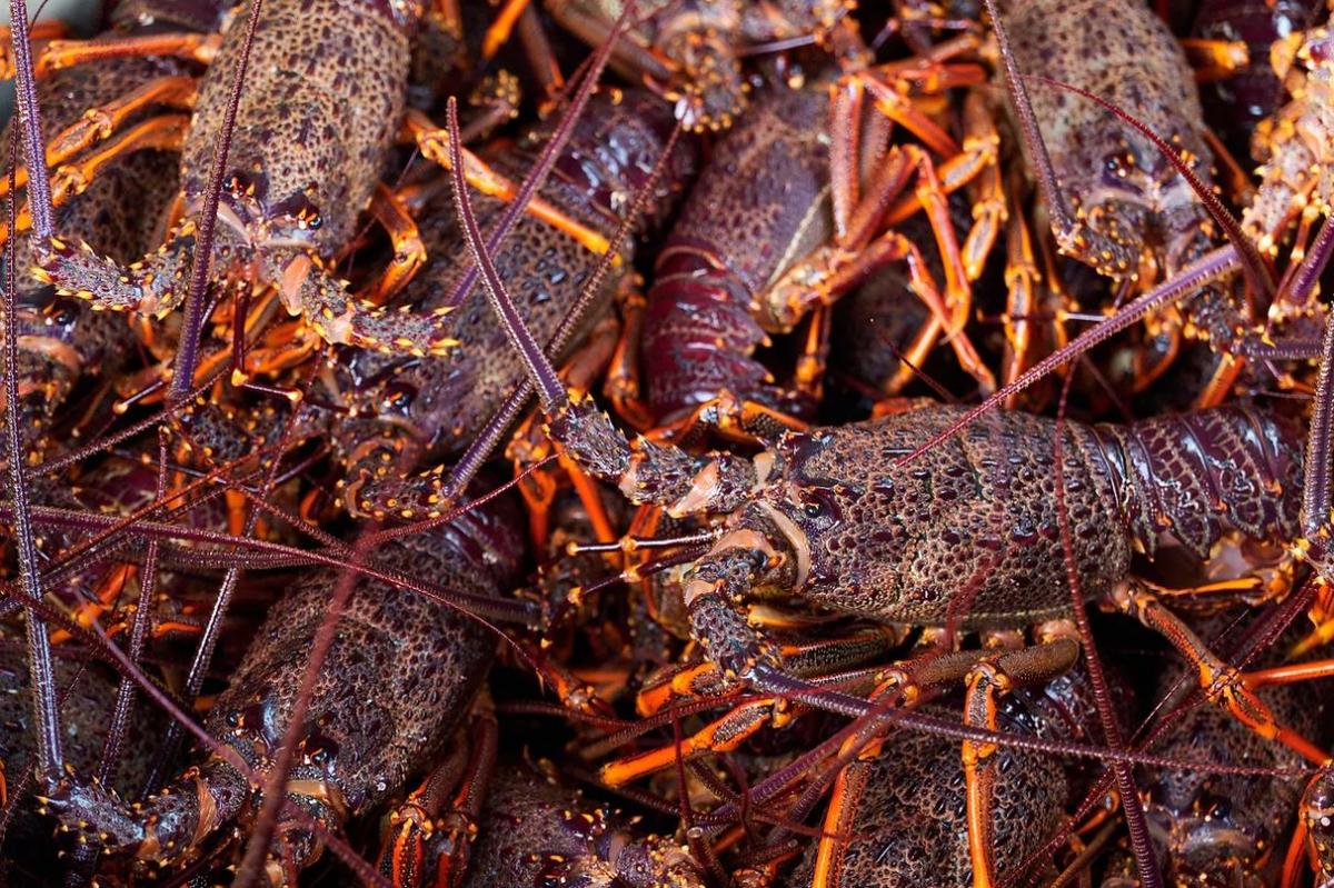 Queenstown hotelier's false claims in crayfish case revealed