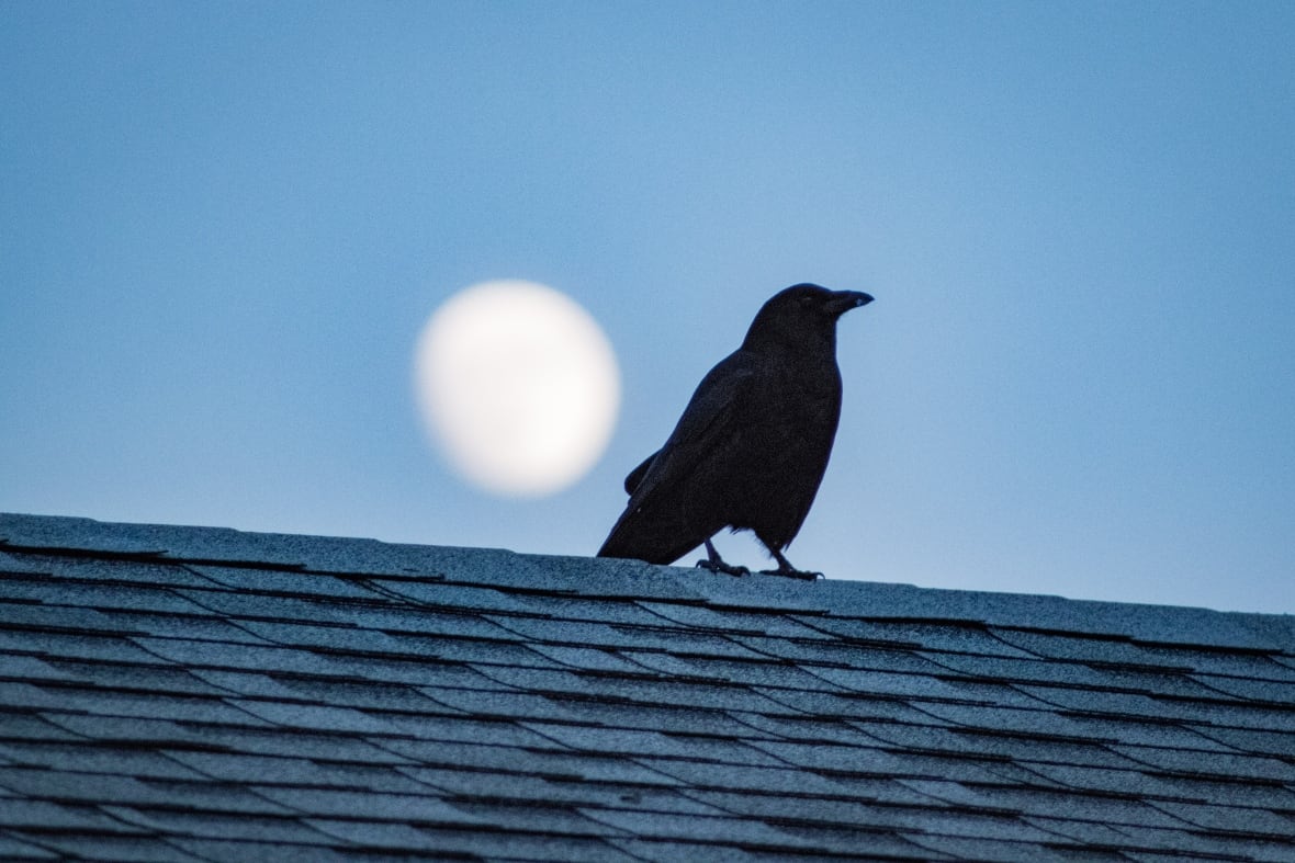 A crow with the moon