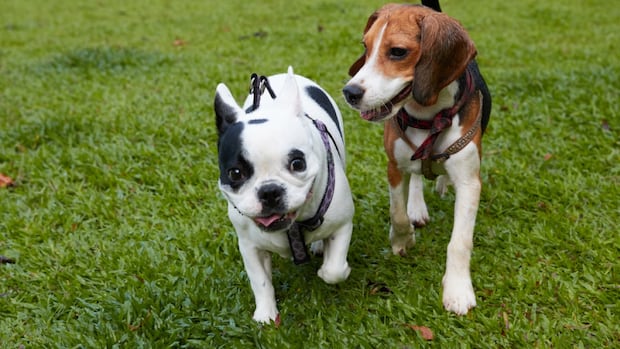 27 sickened in Canada by salmonella in outbreak linked to dog food and treats