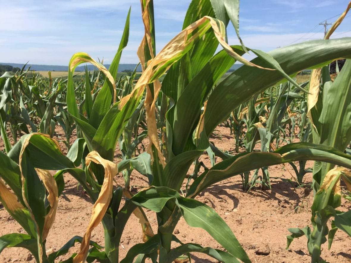 This summer's lack of rainfall made for particularly difficult conditions for local farmers in the region. 