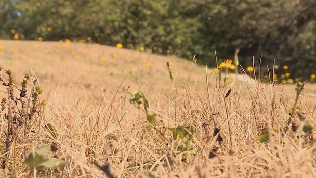 Was it the driest summer on record in the Maritimes?