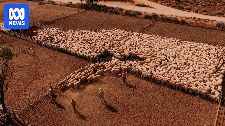 Sale of Australia's biggest sheep station at Rawlinna finally gets WA government approval