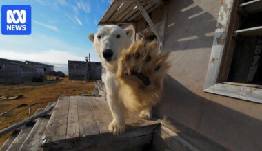 Polar bears take over abandoned research station in Russian Arctic