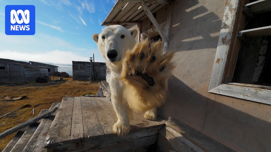Polar bears take over abandoned research station in Russian Arctic