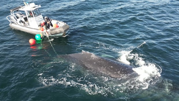 Crew unravels humpback whale from rope and fishing gear off B.C.'s coast