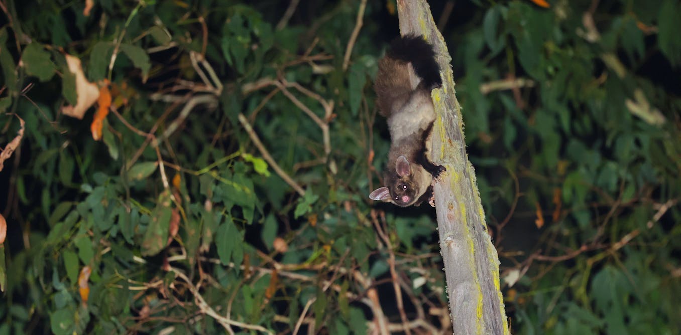 Drones with thermal cameras are revealing the secrets of elusive Australian forest wildlife