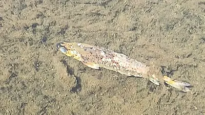 No Causal Link Between Discharges From Businesses And Major Fish Kill In Cork, Epa Says