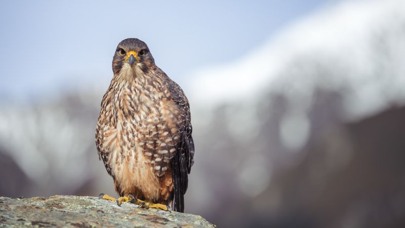 New Zealand Bird of the Year goes to falcon with no qualms about eating its opponents