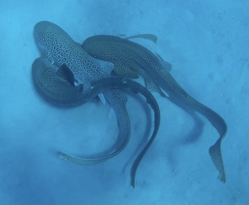 After copulating, the two males rested immobile on the seafloor for a few minutes.
